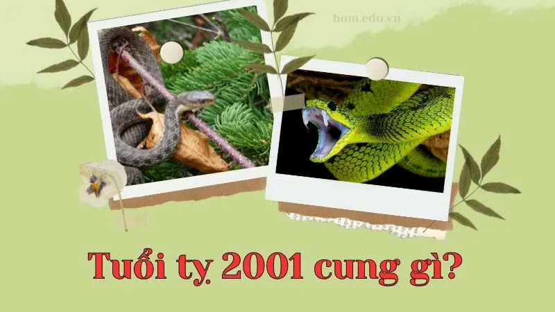 Tuổi tỵ 2001 cung gì?