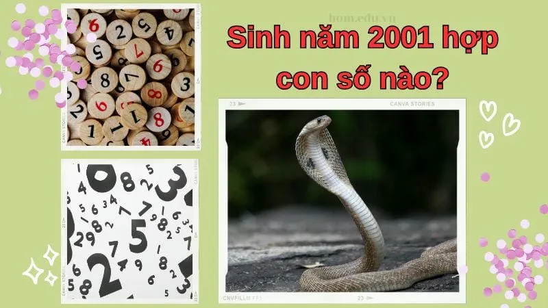 Sinh năm 2001 hợp con số nào?