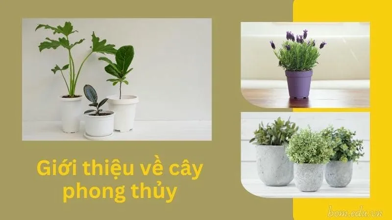 Giới thiệu về cây phong thủy