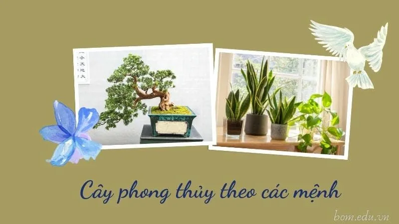 Cây phong thủy theo các mệnh