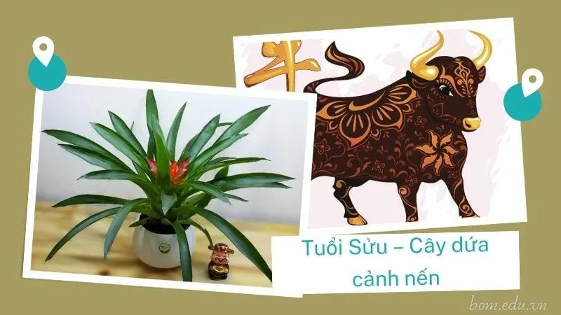 Tuổi Sửu – Cây dứa cảnh nến