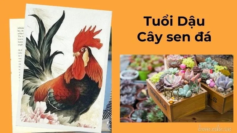 Tuổi Dậu – Cây sen đá