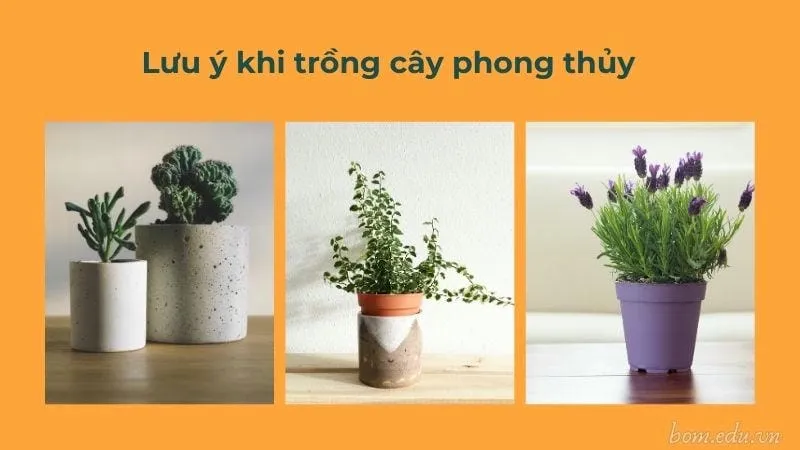 Lưu ý khi trồng cây phong thủy