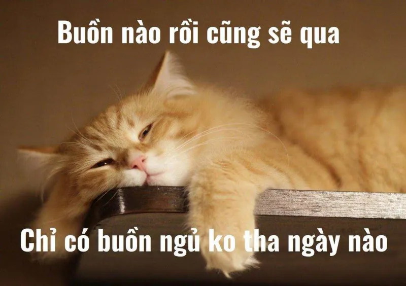 Meme chúc ngủ ngon mèo - Khi mèo cũng biết gửi yêu thương.