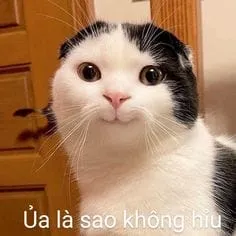 Cùng chia sẻ cute ảnh meme hài để tạo niềm vui cho bạn bè.