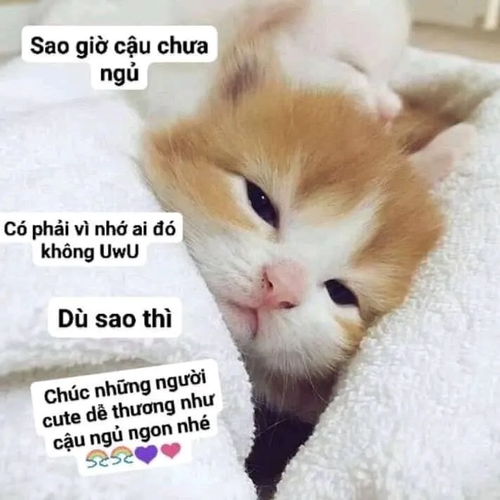 Kết thúc ngày với nụ cười qua meme chúc ngủ ngon mèo.