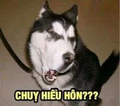 Meme hài bựa cực kỳ sáng tạo và hài hước, làm mới không khí của bạn!