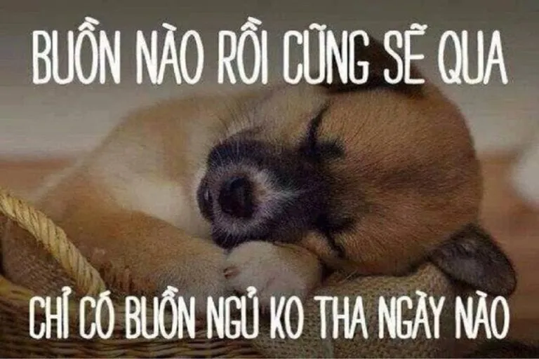 Hãy để meme mèo chúc ngủ ngon mang lại sự ấm áp cho giấc ngủ của bạn.