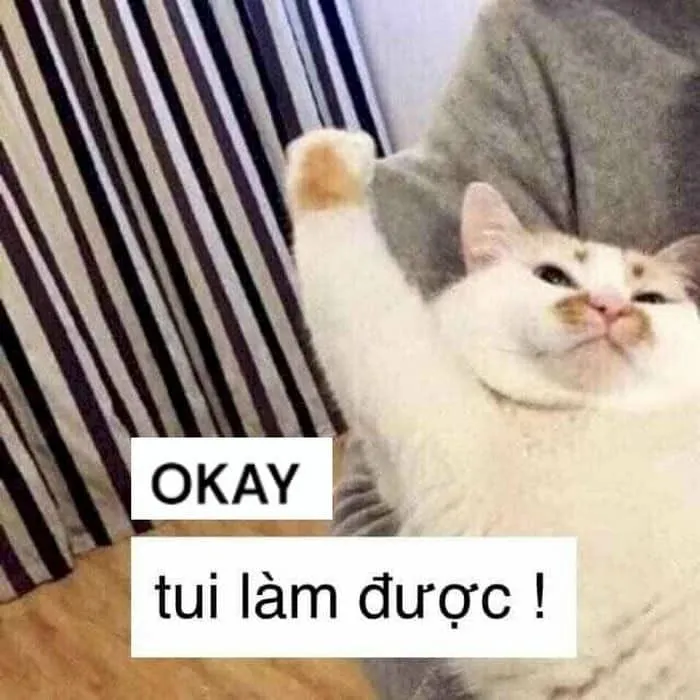 Meme ok cute – cách thể hiện cảm xúc ngọt ngào, vui nhộn.