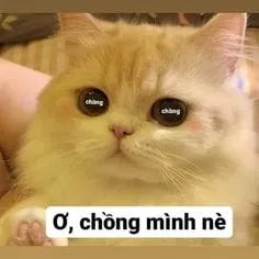 Chỉ cần một meme xin lỗi cute, không khí sẽ trở nên vui vẻ và hòa hợp hơn.