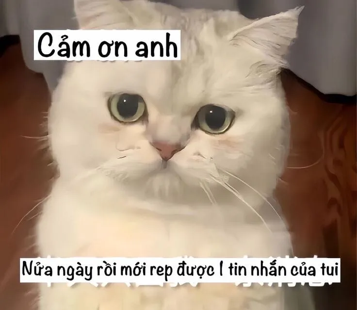 Khi bạn muốn xin lỗi nhưng vẫn giữ được sự đáng yêu, hãy chọn một meme xin lỗi cute.