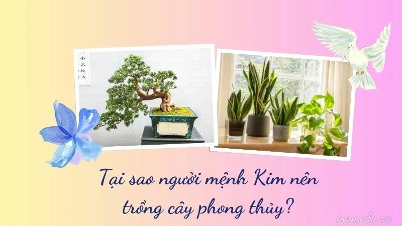 Người mệnh Kim hợp cây gì để mang lại may mắn và thịnh vượng? 3