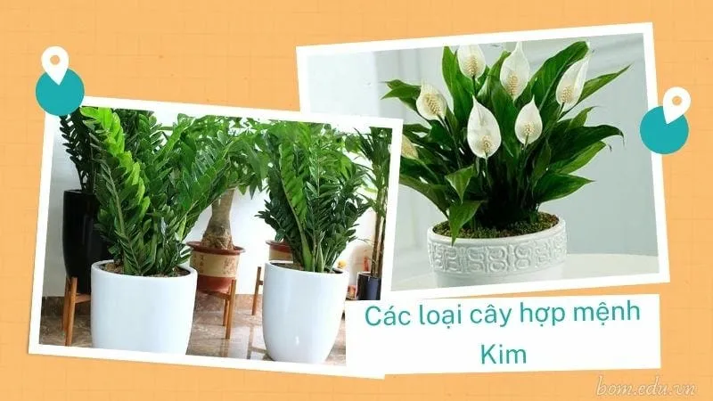 Người mệnh Kim hợp cây gì để mang lại may mắn và thịnh vượng? 4