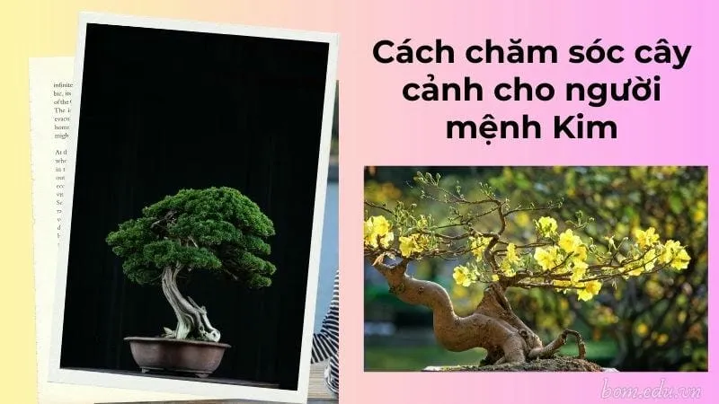 Người mệnh Kim hợp cây gì để mang lại may mắn và thịnh vượng? 6