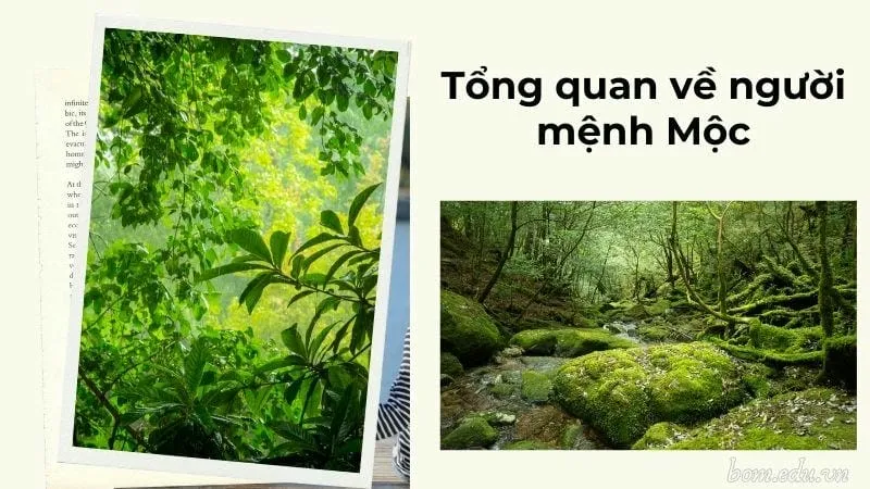 Tổng quan về người mệnh Mộc