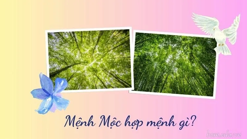 Mệnh Mộc hợp mệnh gì?