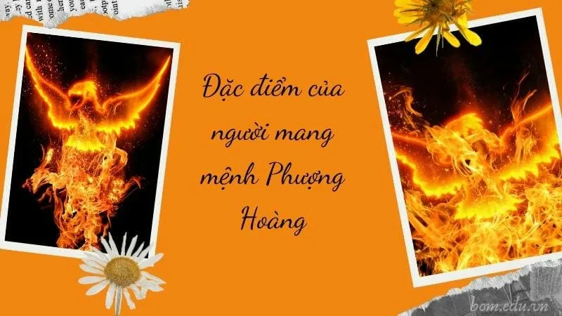 Mệnh Phượng Hoàng là gì? Biểu tượng và ý nghĩa phong thủy 2