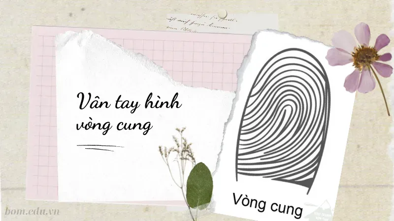 Vân tay hình vòng cung (Loop)