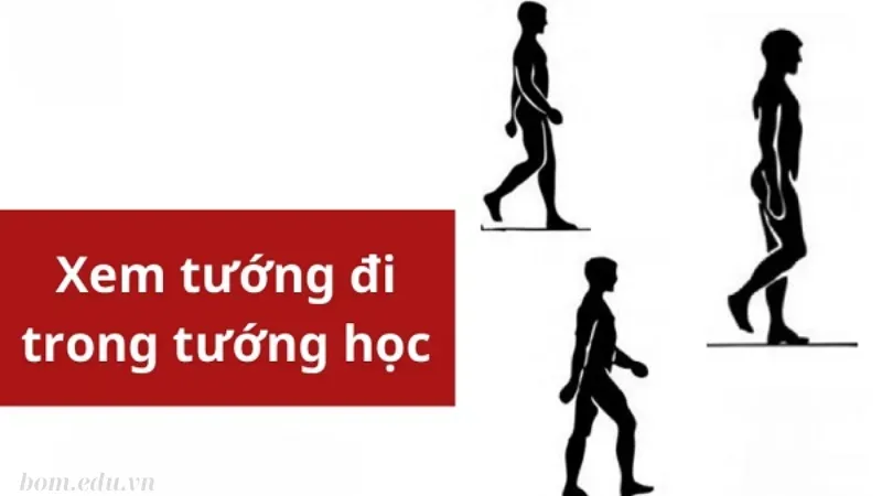 Vai trò của tướng đi trong phong thủy và nhân tướng học