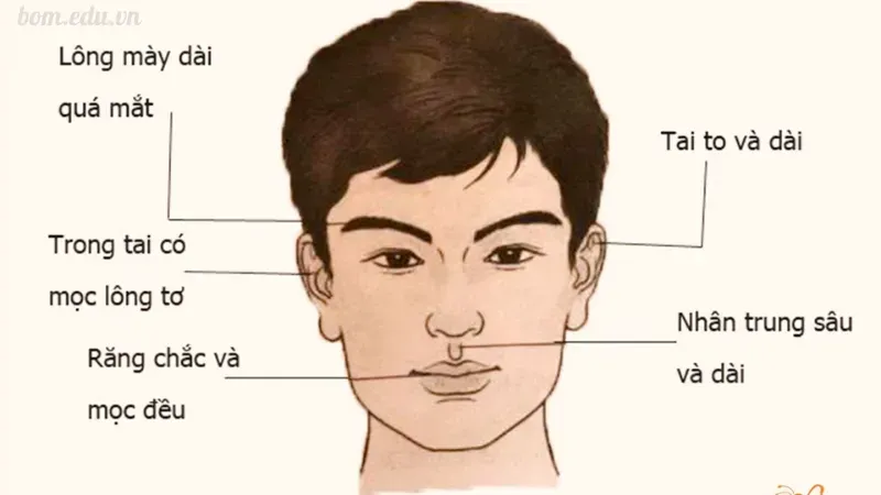 Các đặc điểm trong xem tướng mặt