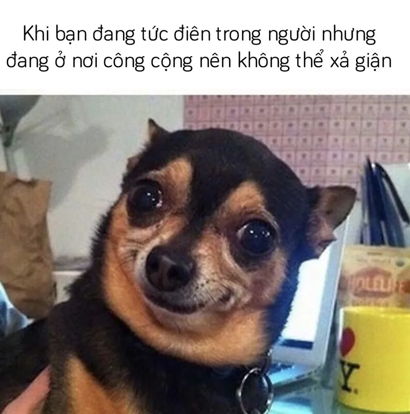 Ảnh meme hài mèo khiến mọi người phải cười ngay từ cái nhìn đầu tiên!