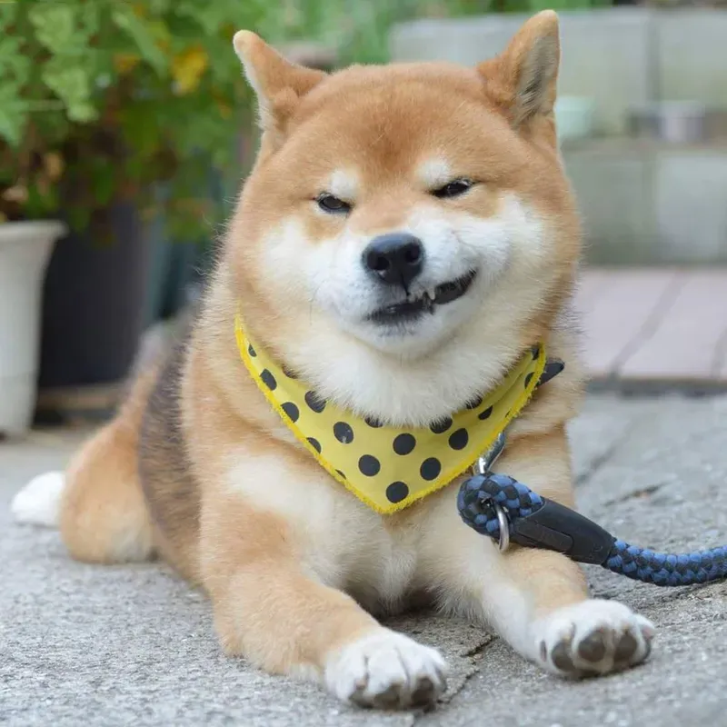 Avatar chó shiba bựa mang lại sự khác biệt, tạo nên nét độc đáo và hài hước cho mạng xã hội của bạn