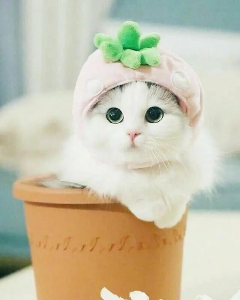 Avatar mèo cute và ngộ nghĩnh, lựa chọn hoàn hảo cho tín đồ yêu mèo