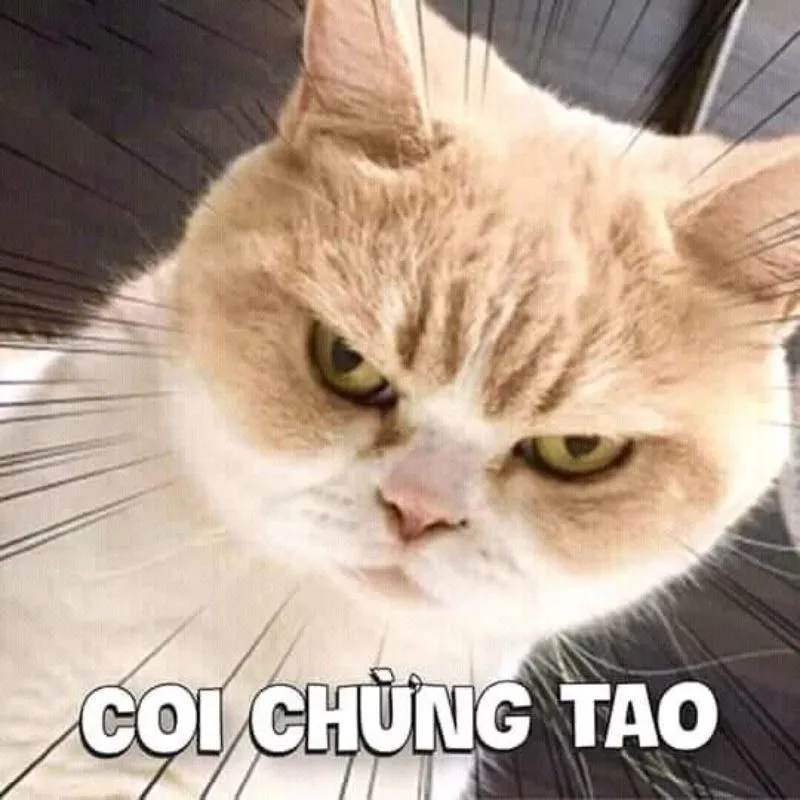 Avatar meme hài hước cực cool cho những phút giây thư giãn tuyệt vời