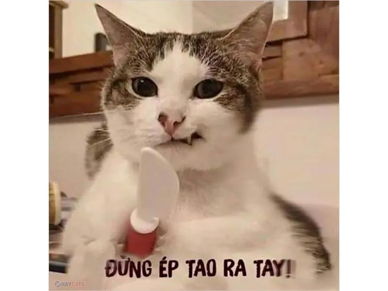 Avatar ảnh mèo cute meme mang đến sự dễ thương và tinh nghịch đầy ấn tượng