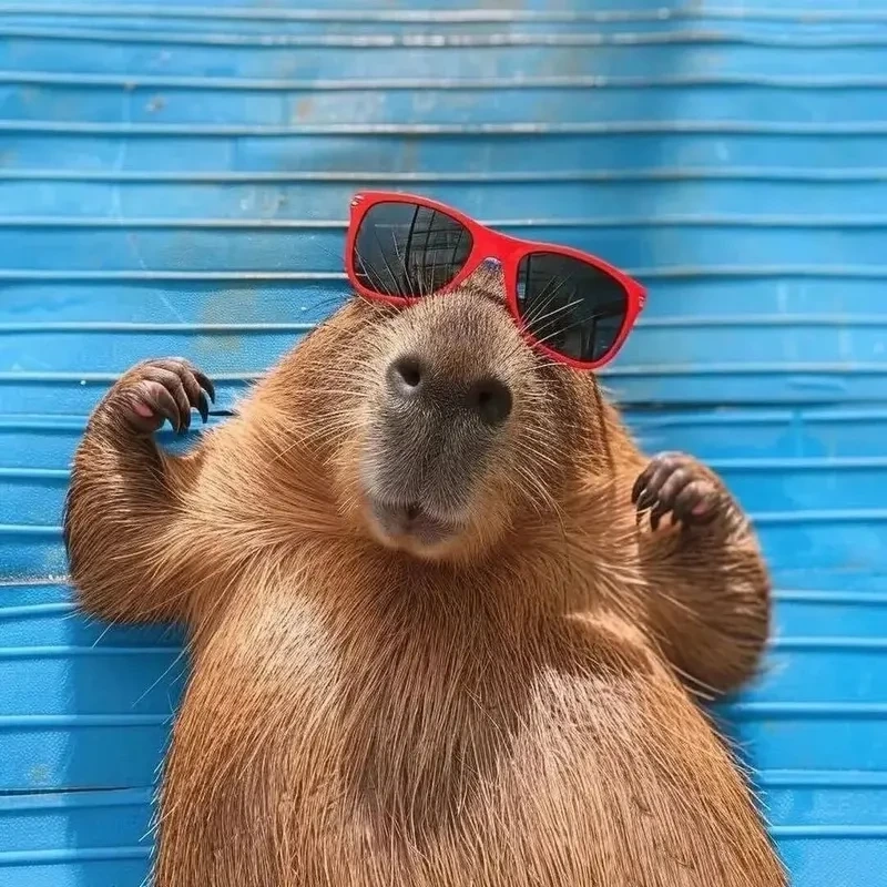 Capybara eating watermelon meme ngộ nghĩnh, làm ngày thêm vui.