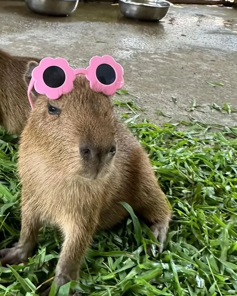 Capybara driving meme độc lạ, khiến ai cũng phải bật cười.