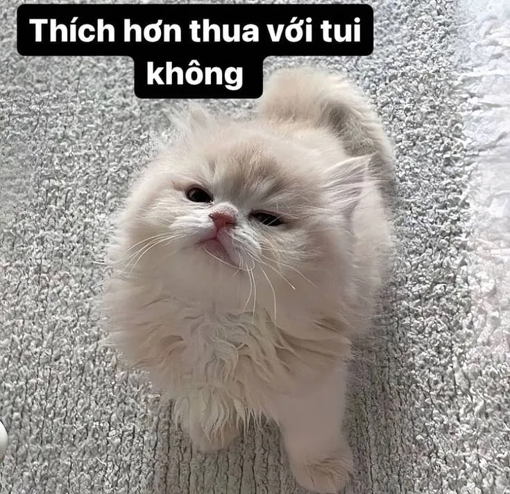 Biểu cảm tức giận nhưng vẫn hài hước qua những hình ảnh meme độc đáo