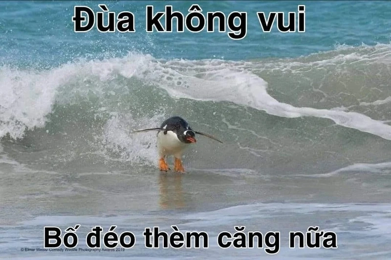 Meme con chim gây cười với vẻ ngoài ngộ nghĩnh.