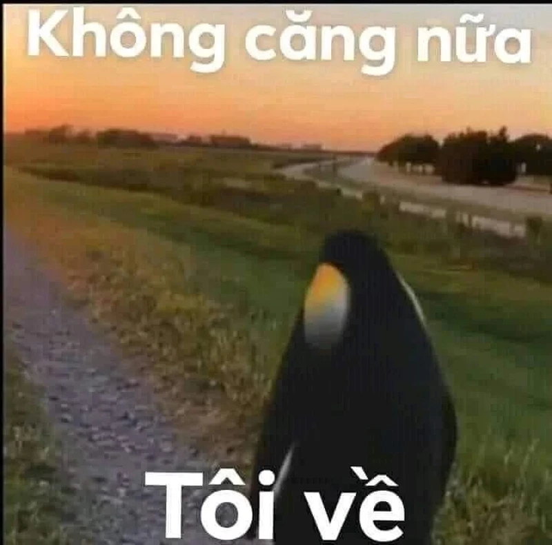 4 chim cánh cụt meme dễ thương luôn tạo ra niềm vui bất tận.