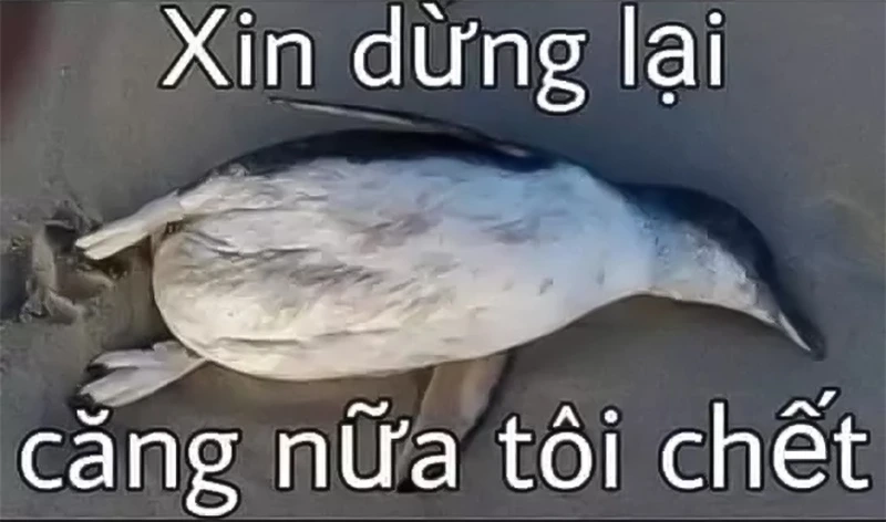 Meme chim cánh cụt hài hước và đáng yêu làm khuấy đảo mạng 41