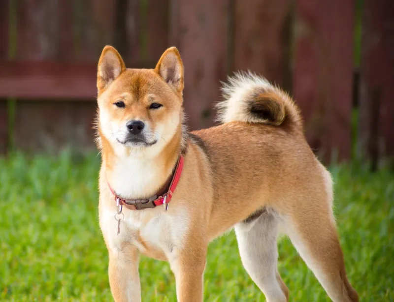 Chó Shiba bựa với biểu cảm 