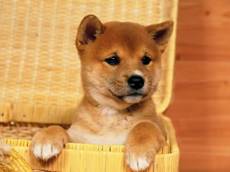 Chú chó Shiba Cheems, biểu tượng meme hài hước và ngộ nghĩnh.