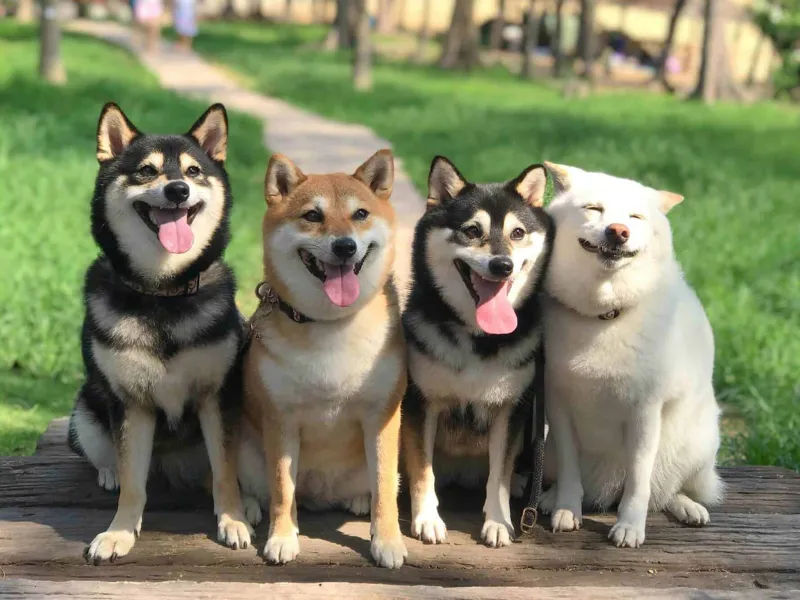 Chó Shiba Chibi dễ thương với dáng vẻ nhỏ nhắn làm say lòng người.