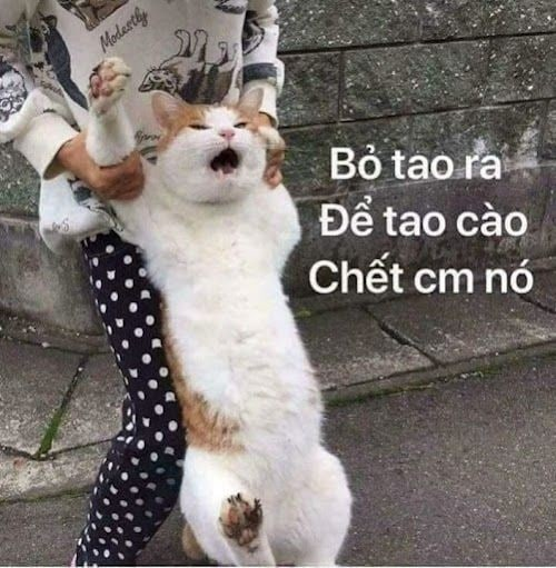 Chửi ảnh meme anime cute cực kỳ đáng yêu và hài hước, mang lại sự thư giãn.