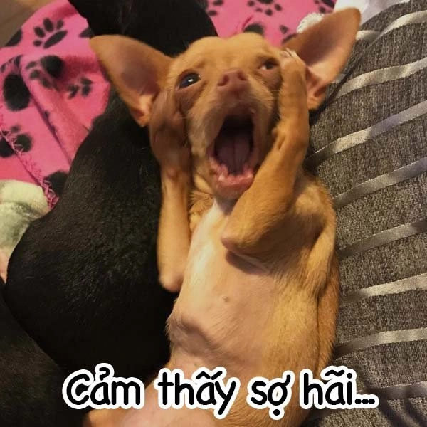 Meme chó hài làm tan biến mọi áp lực và căng thẳng