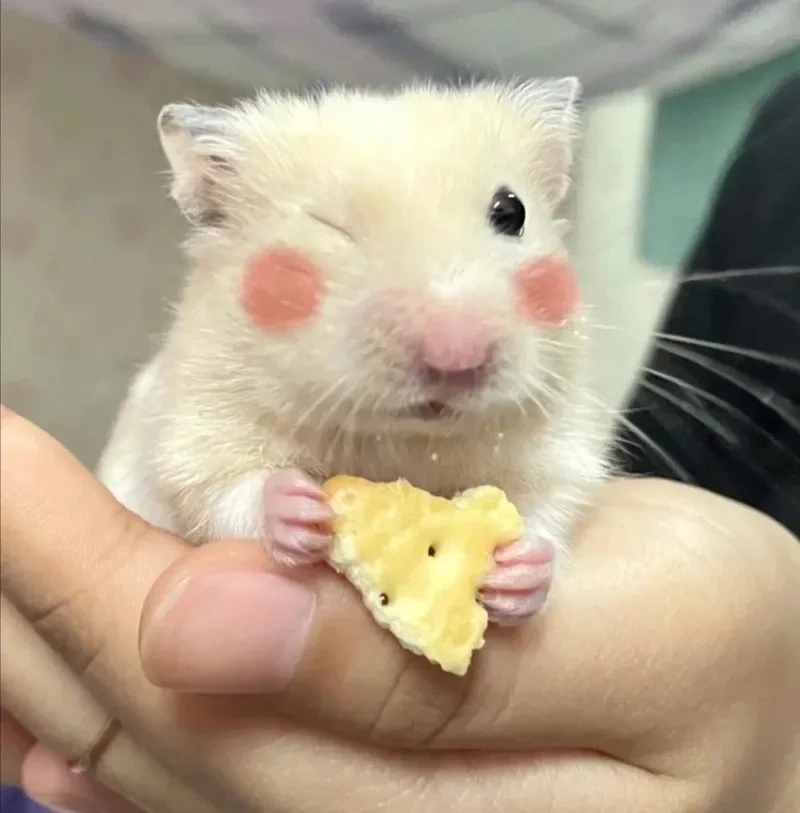 Meme Con Chuột Hamster dễ thương và luôn thu hút sự chú ý.