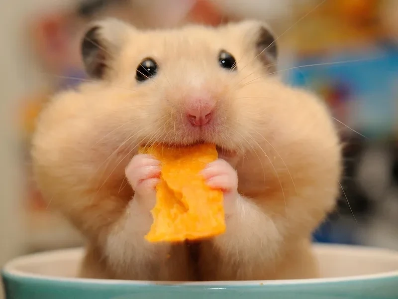 Meme Chuột Hamster Chạy Xe mang lại sự vui nhộn cực kỳ thú vị.