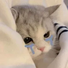 Meme cat cry chắc chắn sẽ khiến bạn cảm thấy dễ thương và hài hước.