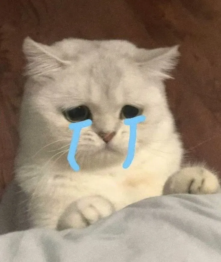 Cry cat meme mang đến một cảnh tượng buồn bã nhưng cũng rất đáng yêu.