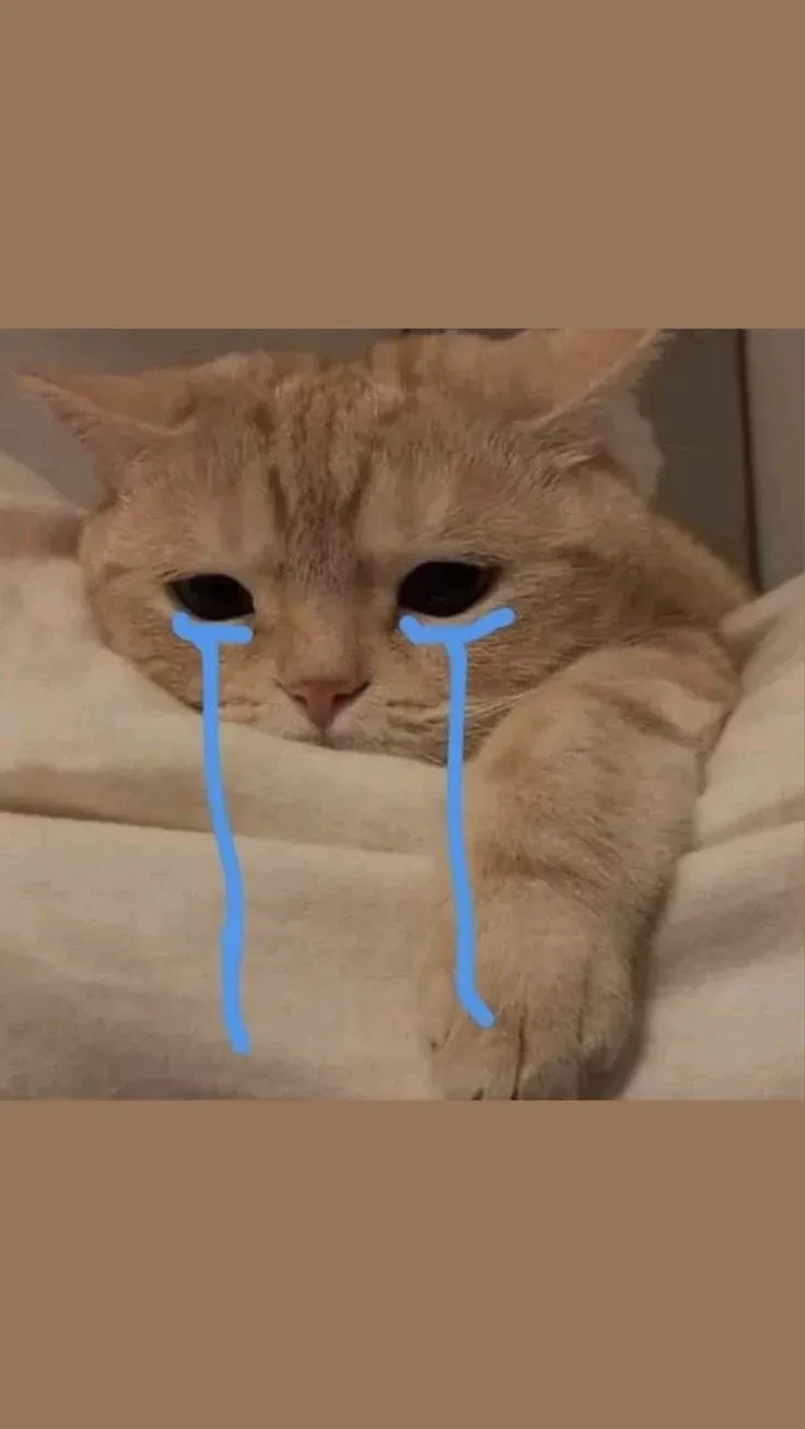 Cat meme cry là khoảnh khắc cảm động mà bất kỳ ai cũng phải xem.