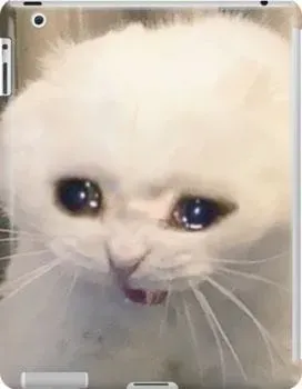 Meme cat crying thể hiện cảm xúc sâu sắc, khiến bạn cảm thấy xót xa.