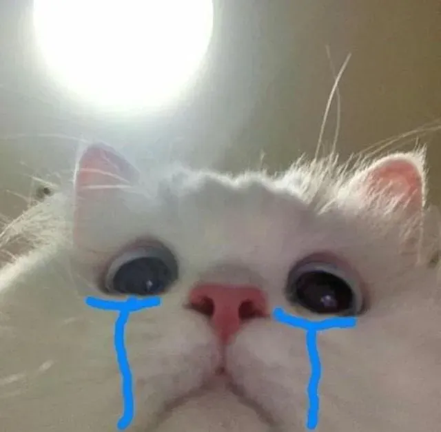 Cat meme crying là hình ảnh khó quên, tràn đầy cảm xúc và dễ thương.