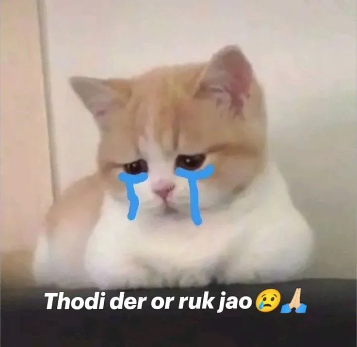 Cat cry when holding phone meme thật dễ thương và hài hước, không thể bỏ qua.