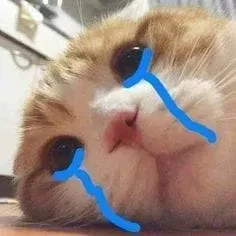 Kitten crying cats meme là hình ảnh dễ thương, gây cảm giác xót xa không thể tả.