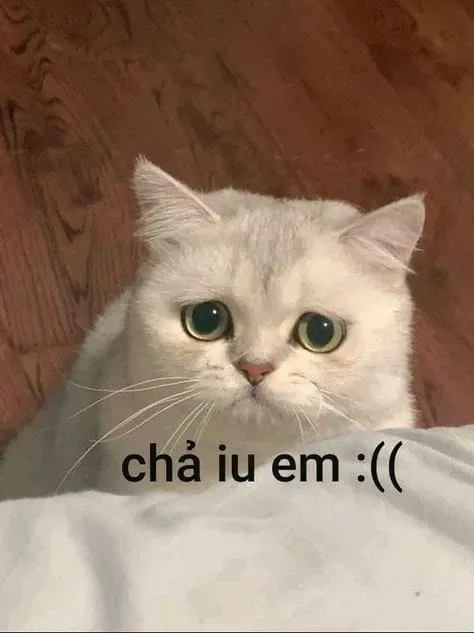 Crying cats meme là hình ảnh cực kỳ đáng yêu và gây cảm xúc mạnh mẽ.